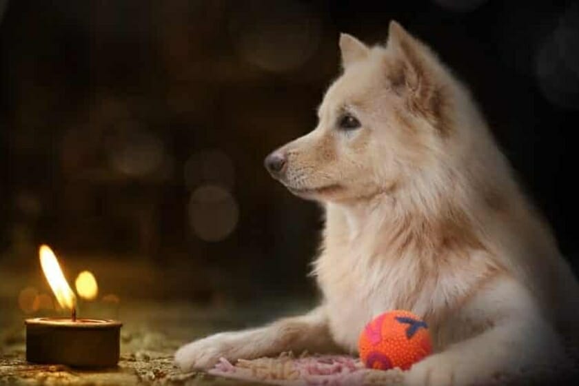 What To If My Dog Burns Himself On A Candle? What To If My Dog Burns Himself On A Candle?