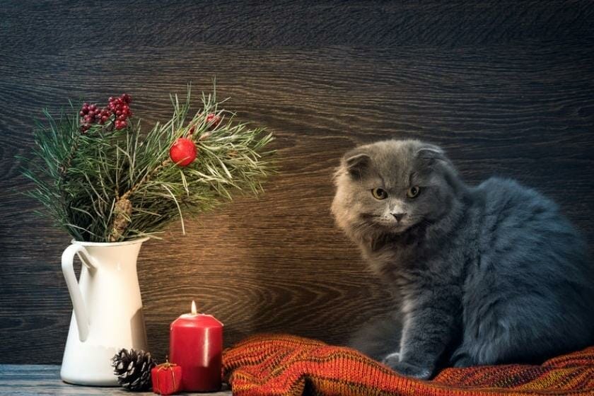 How to Keep Cats Safe From Toxic Scents How to Keep Cats Safe From Toxic Scents