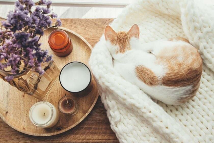 Are Scented Candles Toxic To Cats? Are Scented Candles Toxic To Cats?