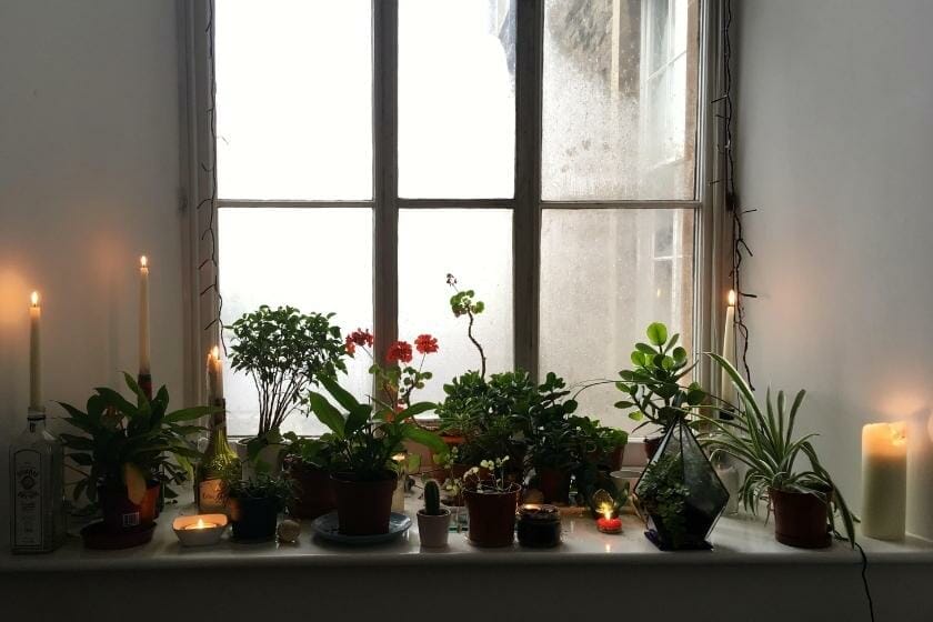 How Can Candle Light Grow Plants? How Can Candle Light Grow Plants?