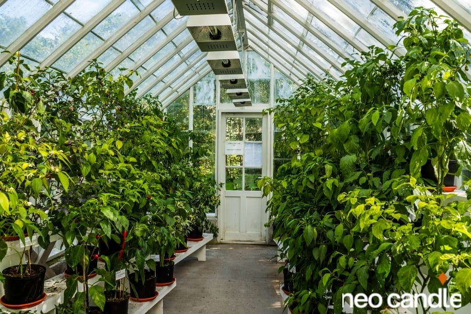 Should I Use a Candle Heater For My Greenhouse?