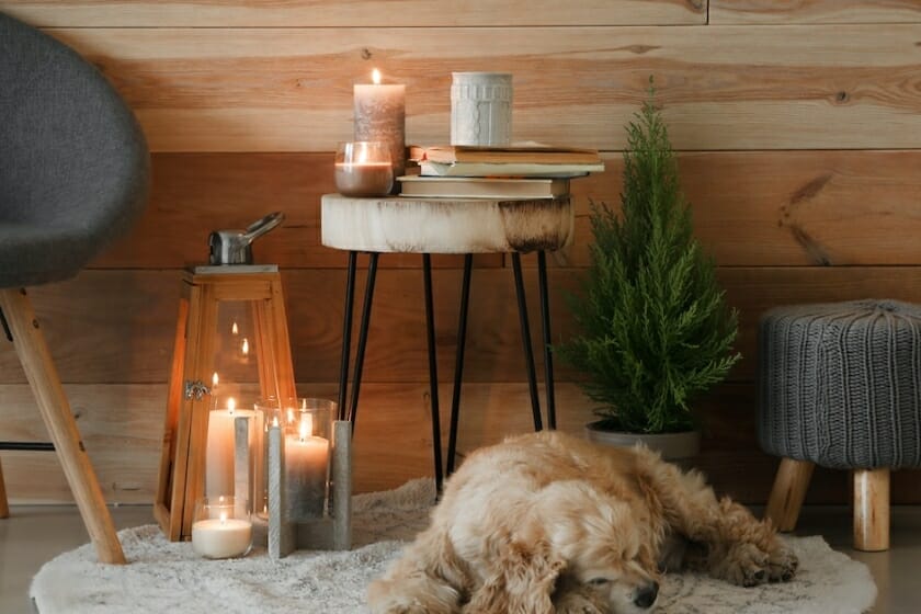 Frequently Asked Questions About Dogs Seizures & Candles Frequently Asked Questions About Dogs Seizures & Candles