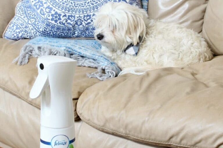 Can Scented Candles Cause Seizures In Dogs?