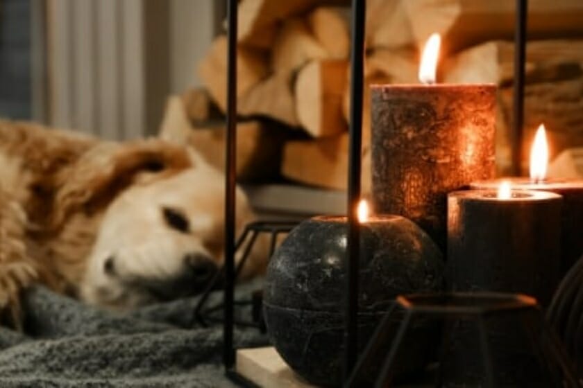 Are Scented Candles Harmful To Dogs? Are Scented Candles Harmful To Dogs?