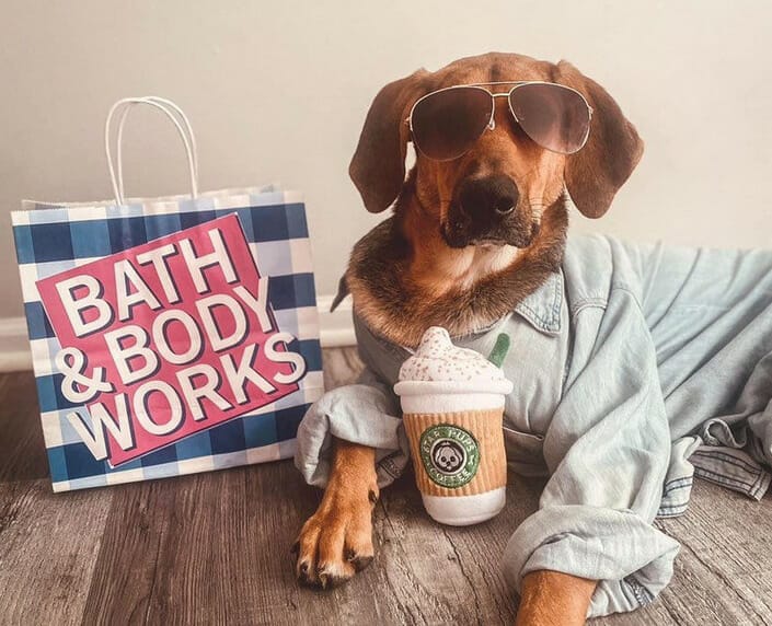 Are Bath & Body Works Candles Safe For Dogs? Find Out Here!