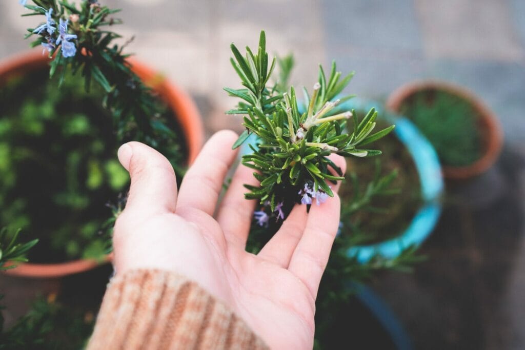 Pet-friendly Methods For Making Your Home Smell Good