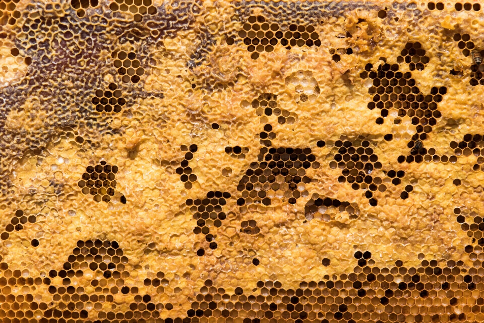 Does Beeswax Go Bad?