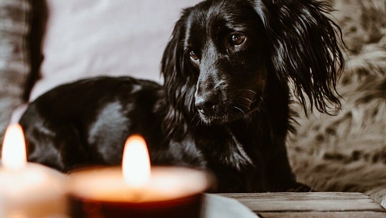 are citronella candles safe for dogs