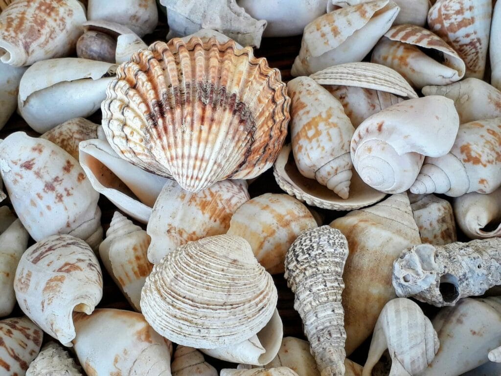 Sand And Seashells