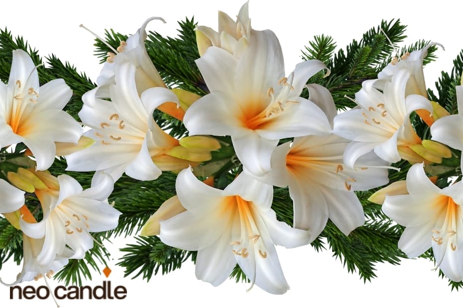 How Long Does The Scent Of Lily Last?