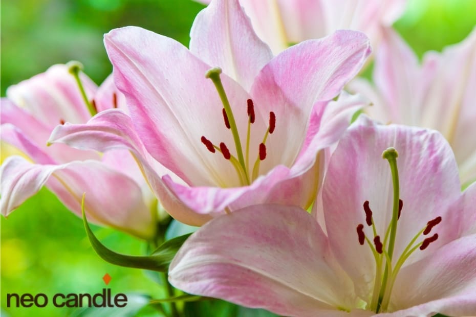 What Other Benefits Does The Aroma Of Lily Offer?