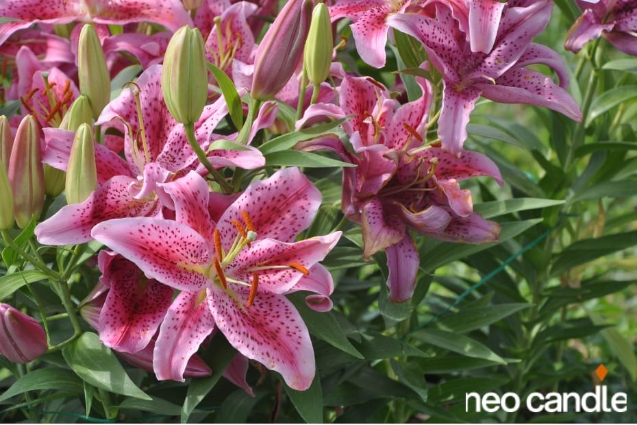 How Can The Scent Of Lily Evoke Feelings Of Freedom?