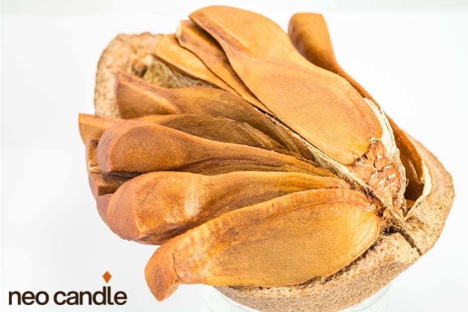 Why Mahogany Is Worth Experiencing